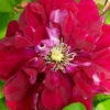 Charmaine Clematis - 1 Gallon Pot -Wilson Bros Garden clematis charmaine 3 1