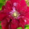 Charmaine Clematis - 1 Gallon Pot 1 Charmaine Clematis - 1 Gallon Pot -Wilson Bros Garden clematis charmaine 3