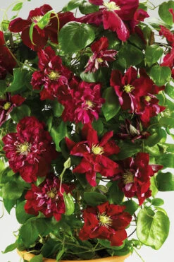 Charmaine Clematis - 1 Gallon Pot 12 Charmaine Clematis - 1 Gallon Pot -Wilson Bros Garden clematis charmaine 6 1