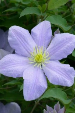 Chelsea Clematis - 1 Gallon Pot 12 Chelsea Clematis - 1 Gallon Pot -Wilson Bros Garden clematis chelsea 1 1