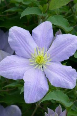 Chelsea Clematis - 1 Gallon Pot -Wilson Bros Garden clematis chelsea 1