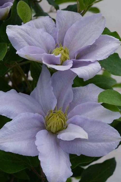 Chelsea Clematis - 1 Gallon Pot 8 Chelsea Clematis - 1 Gallon Pot - Image 6