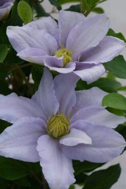 Chelsea Clematis - 1 Gallon Pot -Wilson Bros Garden clematis chelsea 3
