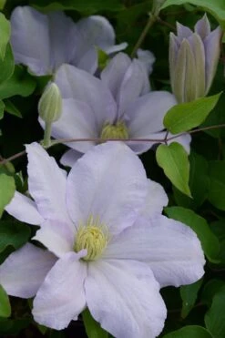 Chelsea Clematis - 1 Gallon Pot 11 Chelsea Clematis - 1 Gallon Pot -Wilson Bros Garden clematis chelsea 4 1