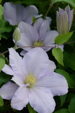 Chelsea Clematis - 1 Gallon Pot -Wilson Bros Garden clematis chelsea 4