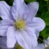 Chelsea Clematis - 1 Gallon Pot -Wilson Bros Garden clematis chelsea 5 1