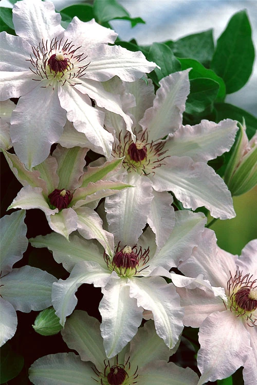 Clair De Lune Clematis - 1 Gallon Pot 6 Clair De Lune Clematis - 1 Gallon Pot - Image 4