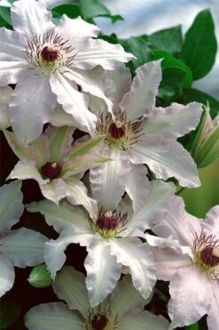 Clair De Lune Clematis - 1 Gallon Pot 11 Clair De Lune Clematis - 1 Gallon Pot -Wilson Bros Garden clematis clair de june 2