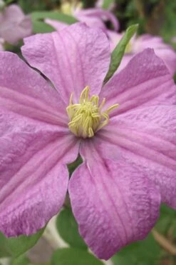 Comtesse De Bouchaud Clematis - 1 Gallon Pot -Wilson Bros Garden clematis comtesse de bouchaud 1