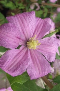 Comtesse De Bouchaud Clematis - 1 Gallon Pot -Wilson Bros Garden clematis comtesse de bouchaud 2