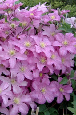 Comtesse De Bouchaud Clematis - 1 Gallon Pot -Wilson Bros Garden clematis comtesse de bouchaud 3 1