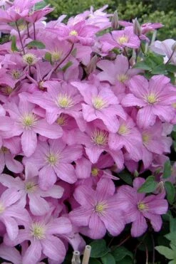 Comtesse De Bouchaud Clematis - 1 Gallon Pot -Wilson Bros Garden clematis comtesse de bouchaud 3