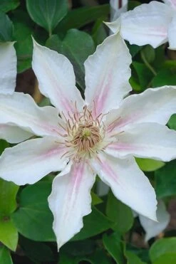 Corinne Clematis - 1 Gallon Pot -Wilson Bros Garden clematis corinne 14