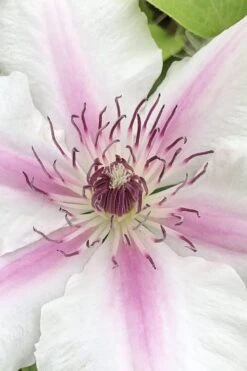 Corinne Clematis - 1 Gallon Pot -Wilson Bros Garden clematis corinne 15