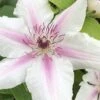 Corinne Clematis - 1 Gallon Pot -Wilson Bros Garden clematis corinne 16