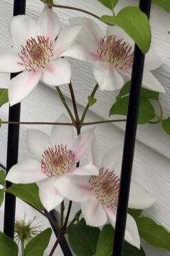 Corinne Clematis - 1 Gallon Pot -Wilson Bros Garden clematis corinne 17