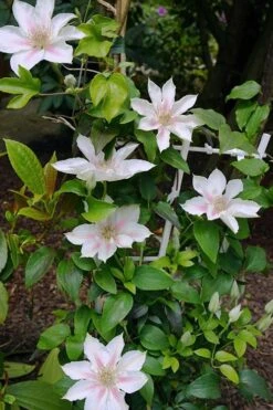Corinne Clematis - 1 Gallon Pot -Wilson Bros Garden clematis corinne 18