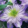Crystal Fountain Clematis - 1 Gallon Pot -Wilson Bros Garden clematis crystal fountain 1 1