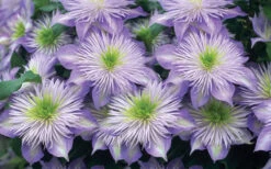 Crystal Fountain Clematis - 1 Gallon Pot -Wilson Bros Garden clematis crystal fountain 2