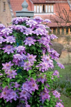 Crystal Fountain Clematis - 1 Gallon Pot -Wilson Bros Garden clematis crystal fountain 3