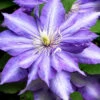 Daniel Deronda Clematis - 1 Gallon Pot -Wilson Bros Garden clematis daniel deronda 1