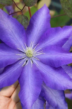 Daniel Deronda Clematis - 1 Gallon Pot -Wilson Bros Garden clematis daniel deronda 5