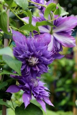 Diamantina Clematis - 1 Gallon Pot -Wilson Bros Garden clematis diamantina 1