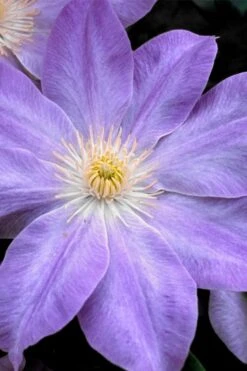 Diana's Delight Clematis - 1 Gallon Pot -Wilson Bros Garden clematis dianas delight 1