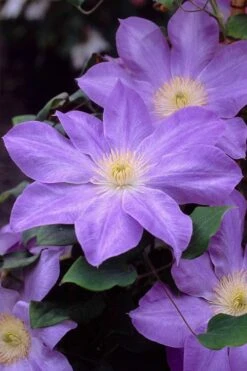 Diana's Delight Clematis - 1 Gallon Pot -Wilson Bros Garden clematis dianas delight 2