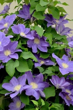 Diana's Delight Clematis - 1 Gallon Pot -Wilson Bros Garden clematis dianas delight 3