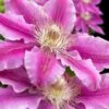 Dr. Ruppel Clematis - 1 Gallon Pot -Wilson Bros Garden clematis dr ruppel 10