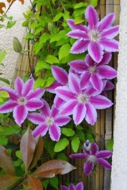 Dr. Ruppel Clematis - 1 Gallon Pot -Wilson Bros Garden clematis dr ruppel 11