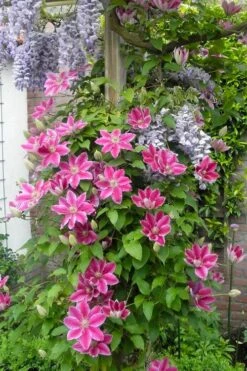 Dr. Ruppel Clematis - 1 Gallon Pot -Wilson Bros Garden clematis dr ruppel 12