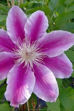 Dr. Ruppel Clematis - 1 Gallon Pot -Wilson Bros Garden clematis dr ruppel 2