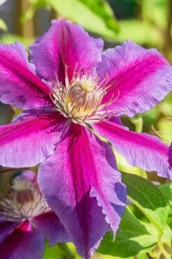 Dr. Ruppel Clematis - 1 Gallon Pot -Wilson Bros Garden clematis dr ruppel 3