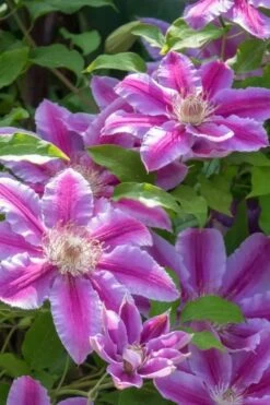 Dr. Ruppel Clematis - 1 Gallon Pot -Wilson Bros Garden clematis dr ruppel 4
