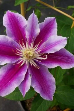 Dr. Ruppel Clematis - 1 Gallon Pot -Wilson Bros Garden clematis dr ruppel 7