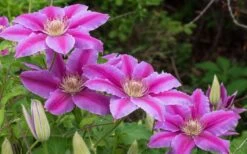 Dr. Ruppel Clematis - 1 Gallon Pot -Wilson Bros Garden clematis dr ruppel 8