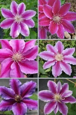 Dr. Ruppel Clematis - 1 Gallon Pot -Wilson Bros Garden clematis dr ruppel 9