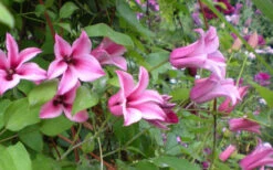 Duchess Of Albany Clematis - 1 Gallon Pot -Wilson Bros Garden clematis duchess of albany 5 1