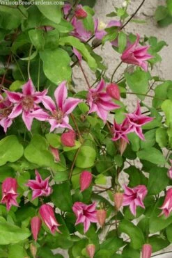 Duchess Of Albany Clematis - 1 Gallon Pot -Wilson Bros Garden clematis duchess of albany 7