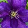 Duchess Of Cornwall Clematis- 1 Gallon Pot -Wilson Bros Garden clematis duchess of cornwall 3