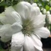 Duchess Of Edinburgh Clematis - 2 Gallon Pot -Wilson Bros Garden clematis duchess of edinburgh 5 1