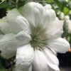 Duchess Of Edinburgh Clematis - 1 Gallon Pot 2 Duchess Of Edinburgh Clematis - 1 Gallon Pot -Wilson Bros Garden clematis duchess of edinburgh 5 3