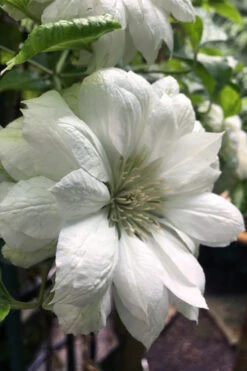 Duchess Of Edinburgh Clematis - 1 Gallon Pot