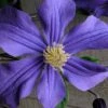Durandii Clematis - 1 Gallon Pot -Wilson Bros Garden clematis durandii 10