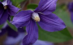 Durandii Clematis - 1 Gallon Pot -Wilson Bros Garden clematis durandii 12