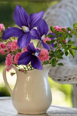 Durandii Clematis - 1 Gallon Pot -Wilson Bros Garden clematis durandii 13