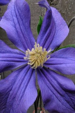 Durandii Clematis - 1 Gallon Pot -Wilson Bros Garden clematis durandii 4