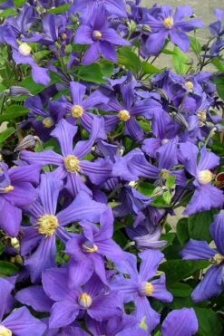 Durandii Clematis - 1 Gallon Pot -Wilson Bros Garden clematis durandii 7